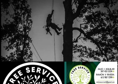 Affordable Tree Specialist