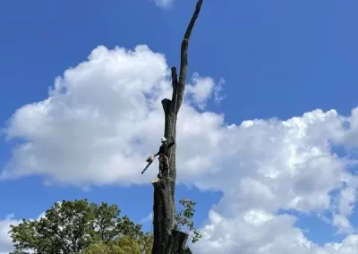 Expert Tree Company