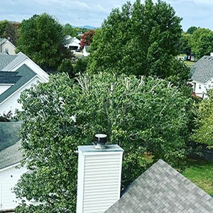 Expert Tree Services Expert Tree Services