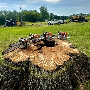 Quality Tree Services Quality Tree Services