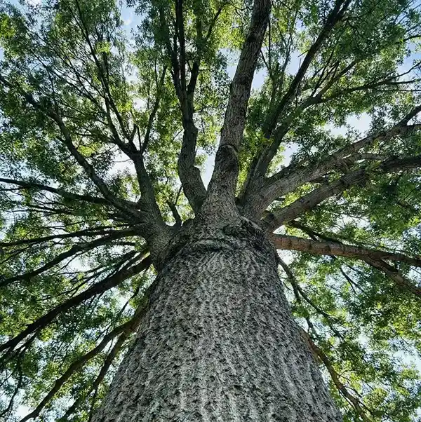 Reliable Tree Contractor Reliable Tree Contractor