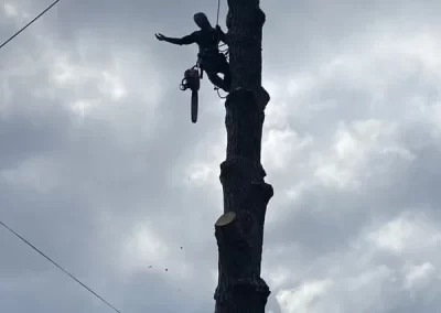 Reliable Tree Expert