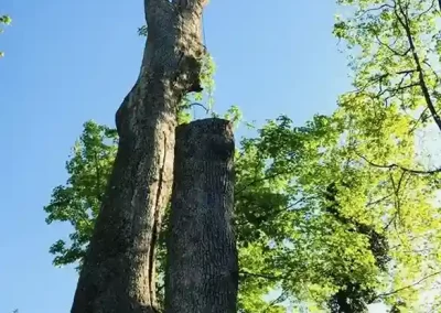 Reliable Tree Expert
