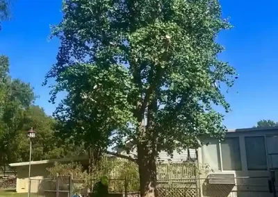 Reliable Tree Expert