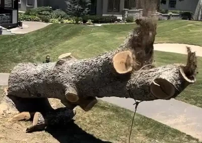 Reliable Tree Expert
