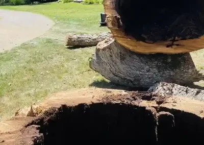 Reliable Tree Expert