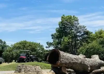 Reliable Tree Expert