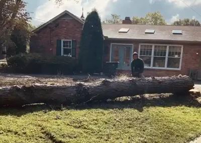 Reliable Tree Expert