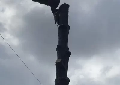 Reliable Tree Expert