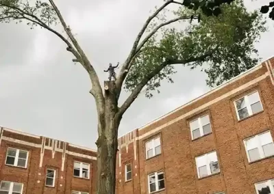 Reliable Tree Expert