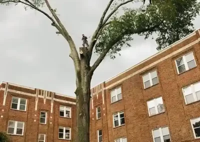 Reliable Tree Expert