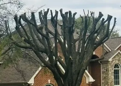 Reliable Tree Expert