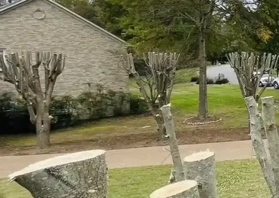 Reliable Tree Expert
