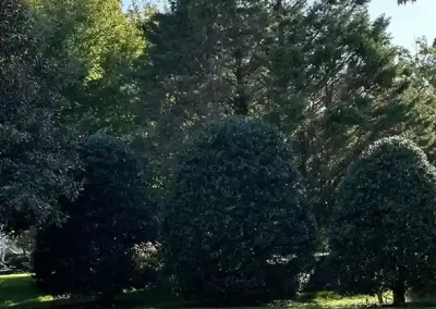 Reliable Tree Expert