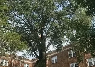 Skilled Tree Maintenance
