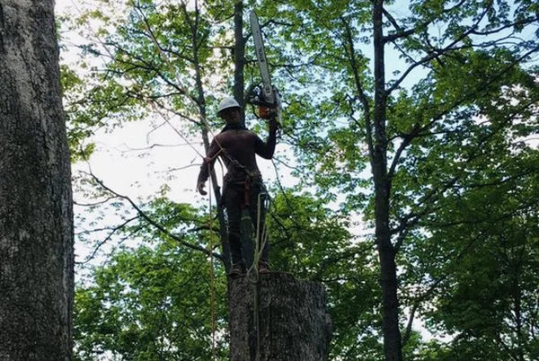 Tree Pruning Tree Pruning