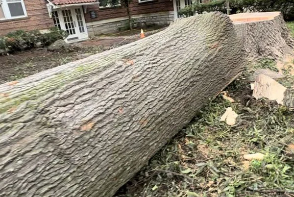 Tree Removal Service Tree Removal Service