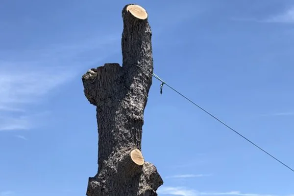 Tree Trimming Service Tree Trimming Service
