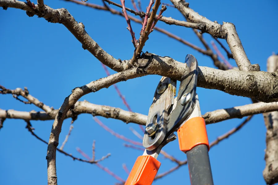 Common Signs Your Tree Needs Professional Pruning Lebanon, TN
