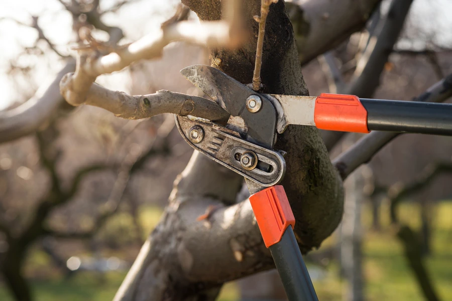 Common Signs Your Tree Needs Professional Pruning in Lebanon, TN