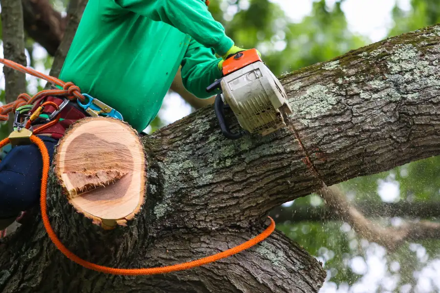 Expert Tree Trimming Service Lebanon, TN