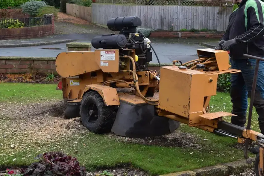 How Stump Grinding Prevents Pest Infestation Lebanon, TN