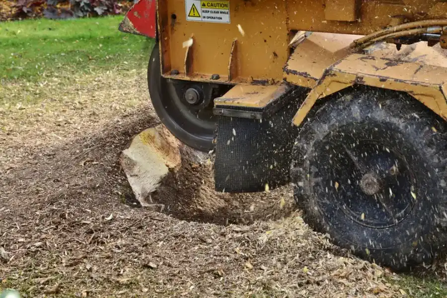 How Stump Grinding Prevents Pest Infestation in Lebanon, TN
