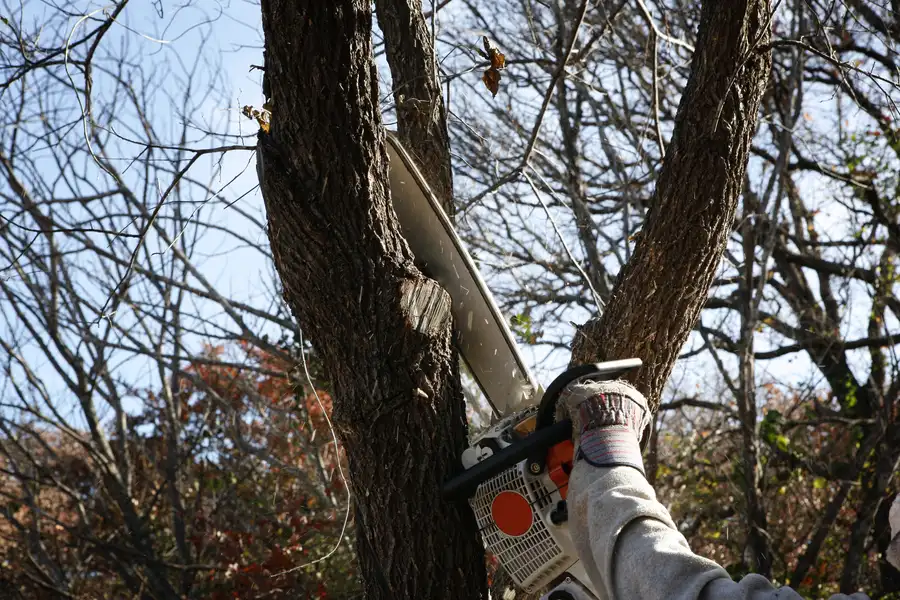 How To Prepare Your Yard For Tree Removal Service Lebanon, TN