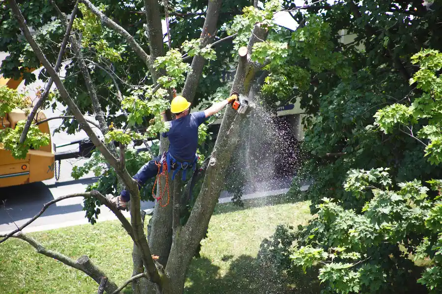 How To Prepare Your Yard For Tree Removal Service in Lebanon, TN