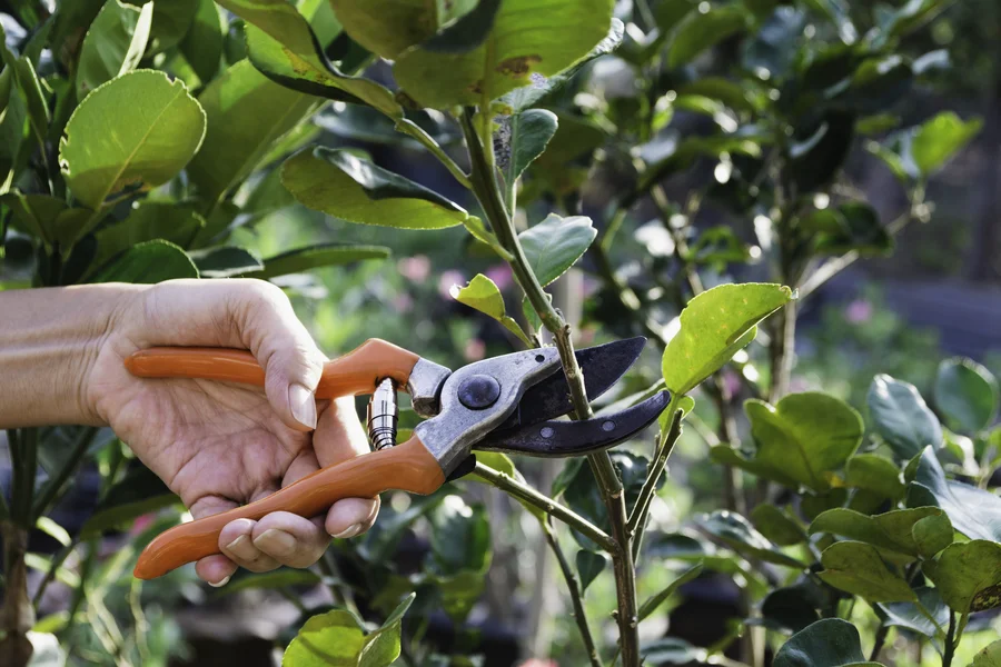How Tree Pruning Promotes Long Term Tree Health Lebanon, TN