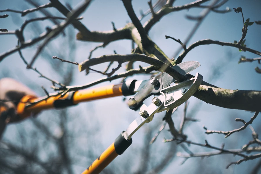 How Tree Pruning Promotes Long Term Tree Health in Lebanon, TN