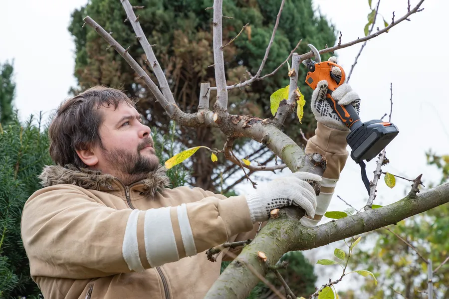Local Tree Pruning Lebanon, TN