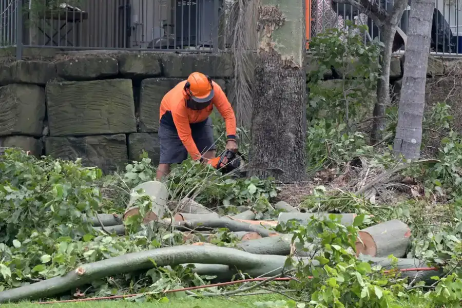 Premium Tree Removal Service Lebanon, TN