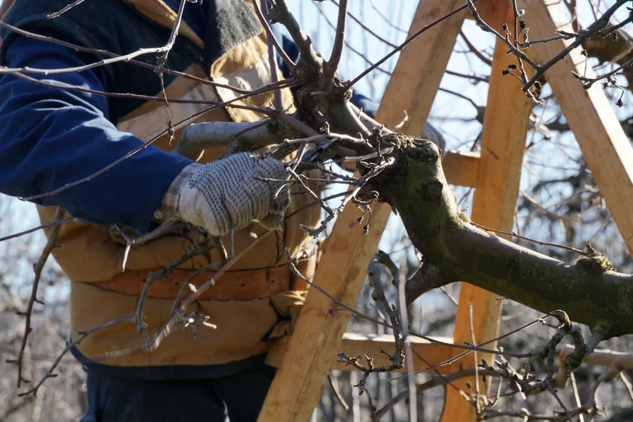 Professional Tree Pruning Lebanon, TN