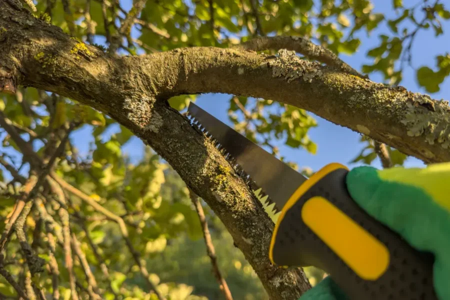 Quality Tree Trimming Service Lebanon, TN