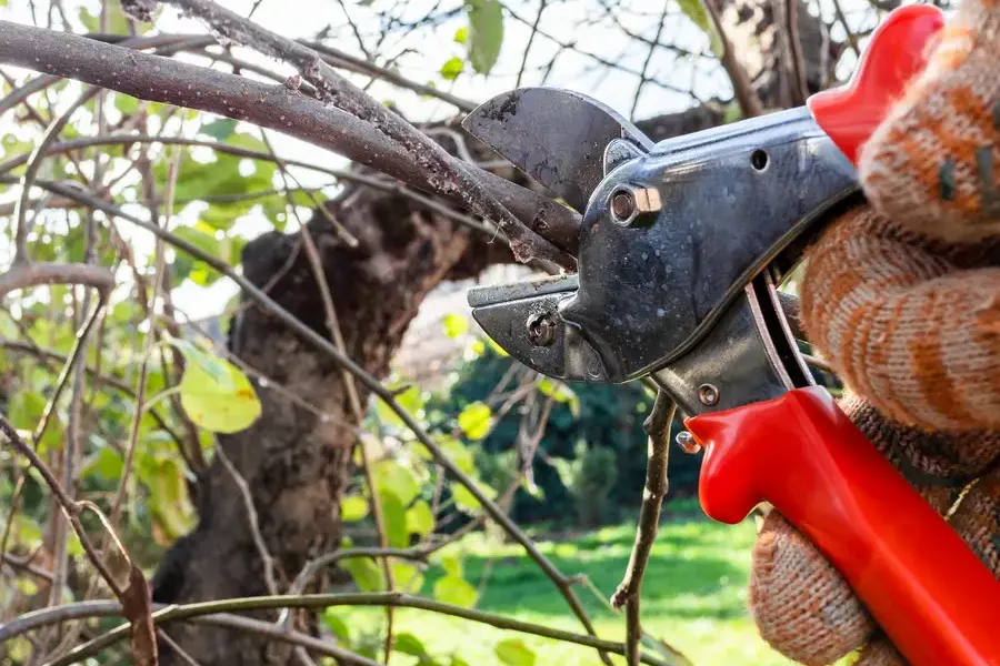 Reliable Tree Pruning Lebanon, TN
