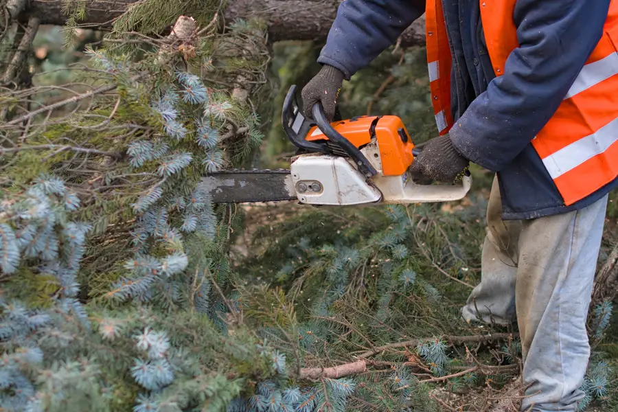 Reputable Tree Removal Service Lebanon, TN