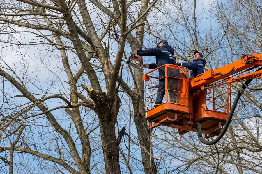 Superior Tree Removal Service Lebanon, TN