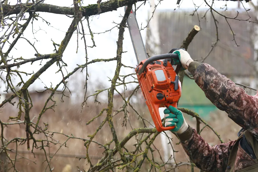 Top-rated Tree Trimming Service Lebanon, TN