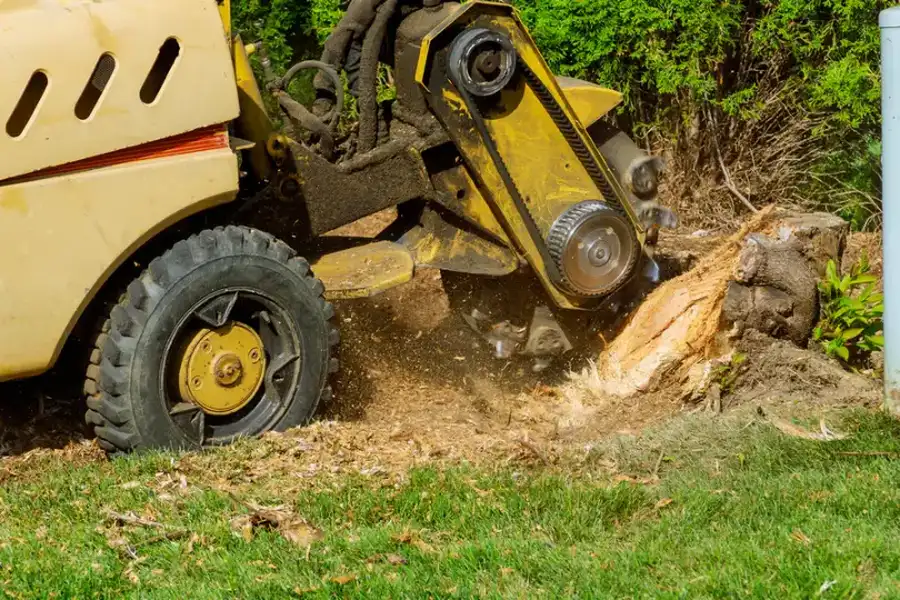 What To Expect After A Stump Grinding Service Lebanon, TN