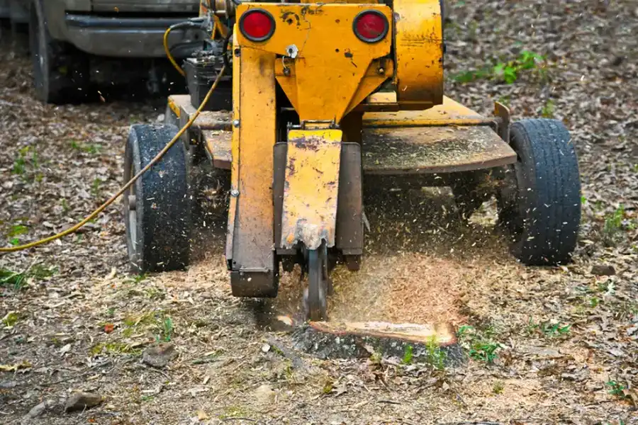 What To Expect After A Stump Grinding Service in Lebanon, TN