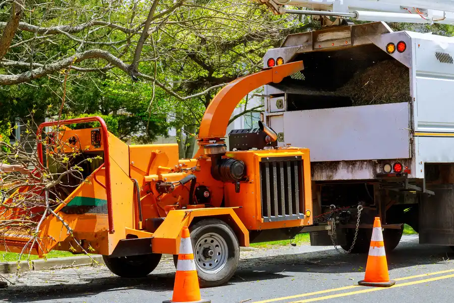 When Tree Removal Becomes A Safety Necessity Lebanon, TN