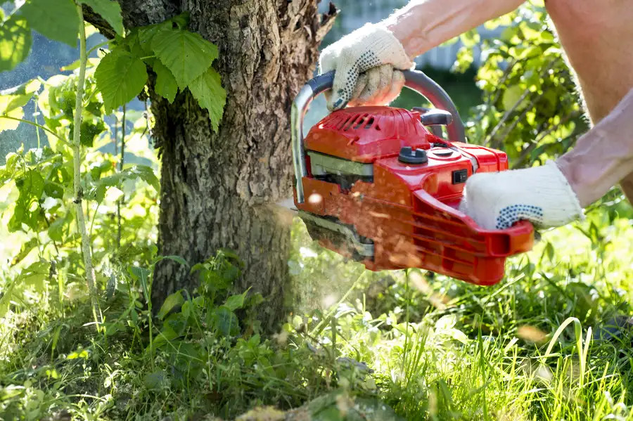 When Tree Removal Becomes A Safety Necessity in Lebanon, TN